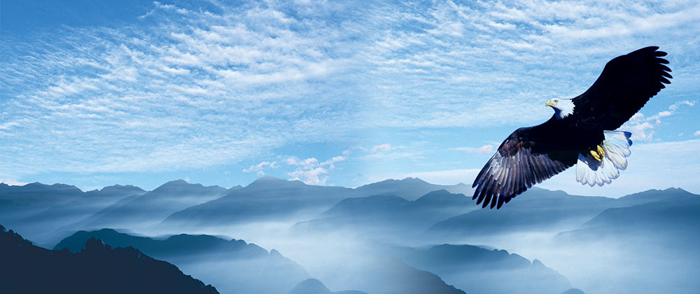 推進“雛鷹”、“飛鷹”、“精鷹”、“雄鷹”人才培養(yǎng)計劃！